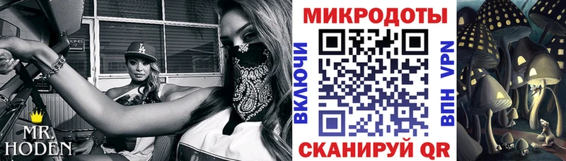 Псилоцибиновые грибы Psilocybe Саяногорск